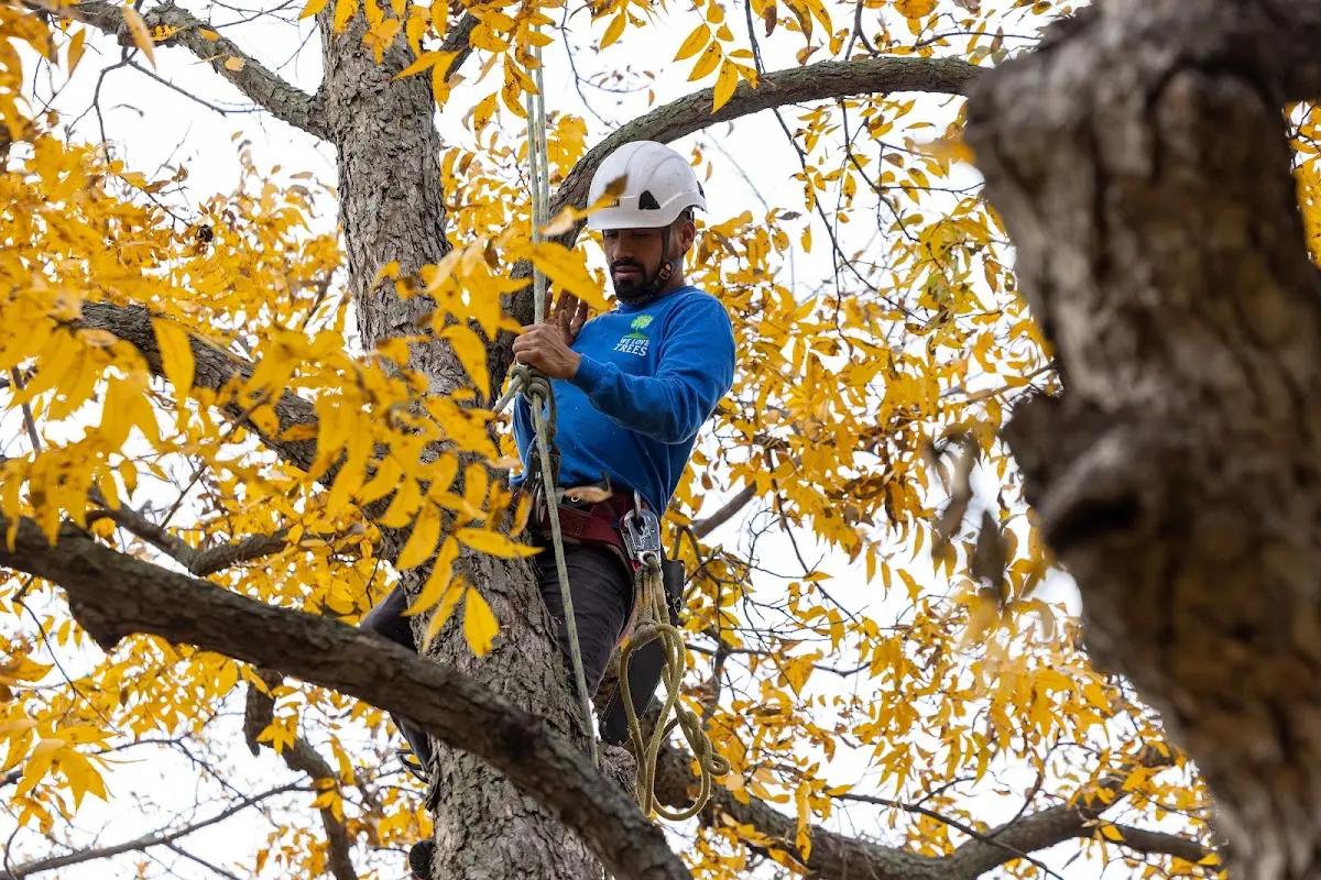 Skilled Emergency Tree Service crew working in Skanee